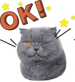 娱乐吃瓜酱猫糊糊